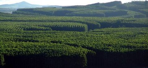 Consciência Ambiental